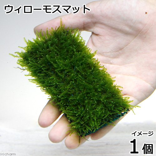 【無農薬】ウィローモスマット 約6cm×5cm 楽天市場】(水草) 国産無農薬 ウィローモス マット (横10cm×縦5cm